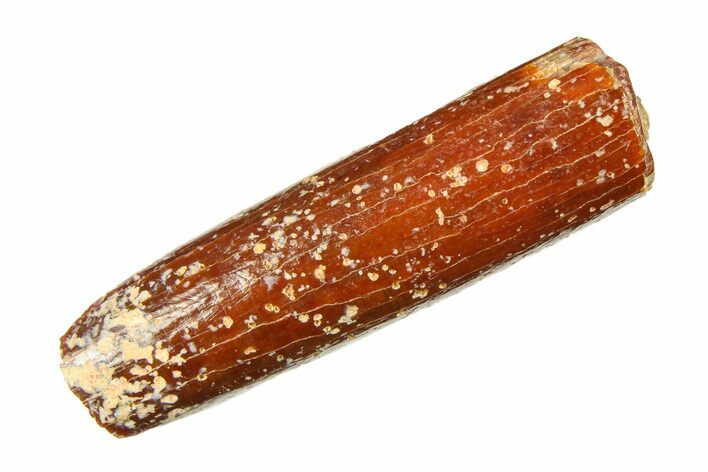 Fossil Sauropod Dinosaur (Rebbachisaurus) Tooth - Morocco #297401